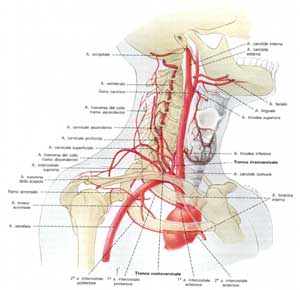 L'arteria vertebrale