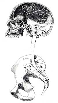 Sistema terapia cranio sacrale, Genova