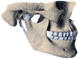Articolazione temporo mandibolare, Osteopatia Genova
